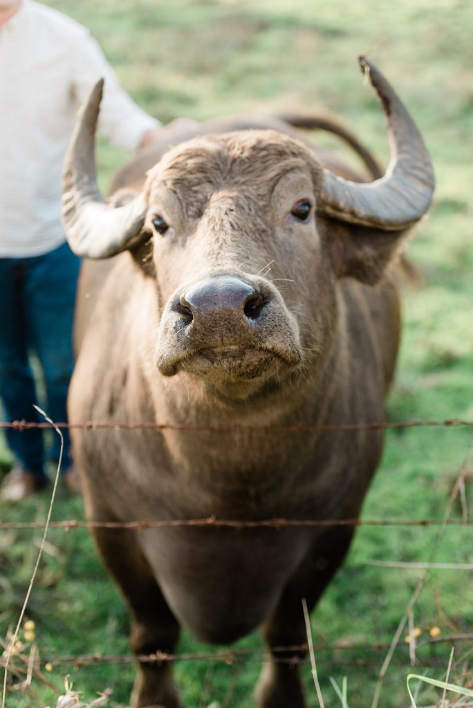 water buffalo during engagement pictures