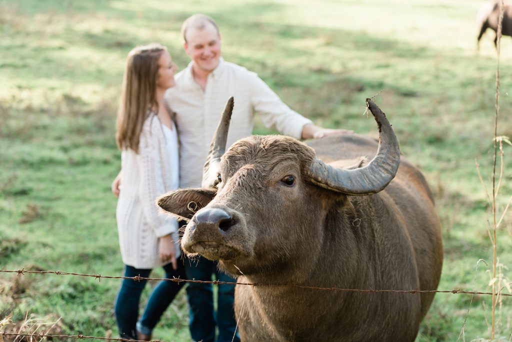 water buffalo during engagement session